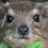 Dassie