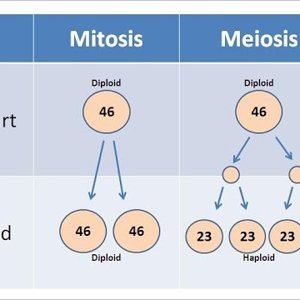 Mitosis vs Meiosis