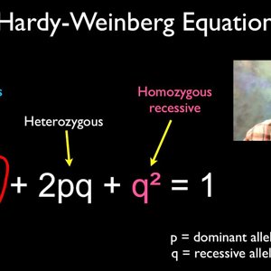 Solving Hardy Weinberg Problems