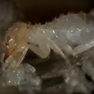 Termite World