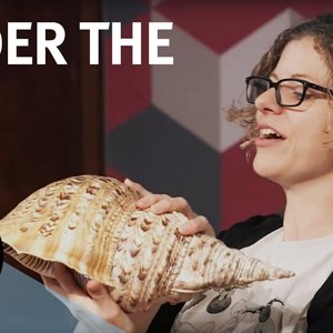 Under the Sea - With Helen Scales