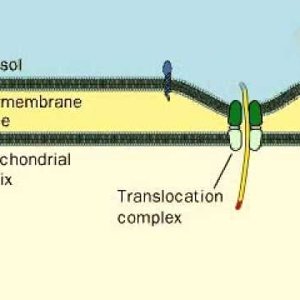 Signal Peptide - Simply defined in 30 seconds - YouTube