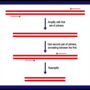 Analytical Technologies in Biotechnology by Dr. A. K. Sharma (NPTEL):- Polymerase chain reaction(PCR)