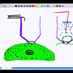 Bio electricity by Prof. Mainak Das (NPTEL):- Lecture 11