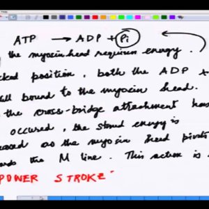 Bio electricity by Prof. Mainak Das (NPTEL):- Lecture 17