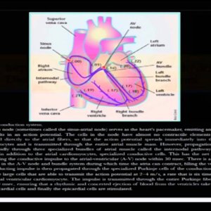 Bio electricity by Prof. Mainak Das (NPTEL):- Lecture 25