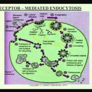 Biochemical Engineering (NPTEL):- Lecture 33: Receptors-Mediated Endocytosis