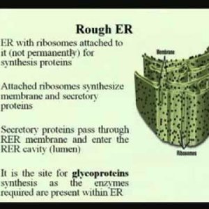 Biochemical Engineering (NPTEL):- Lecture 03: Virus and Cell Organelles