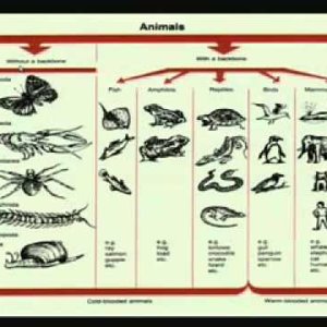 Biochemical Engineering (NPTEL):- Lecture 01: Fundamental of Biology & Biotechnology