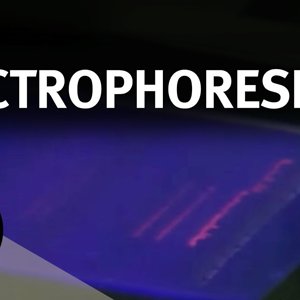 How Does Gel Electrophoresis Work? - Christmas Lectures with Walter Bodmer