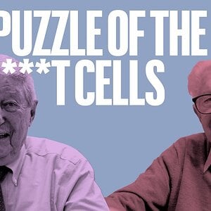 The puzzle of the B******T cells