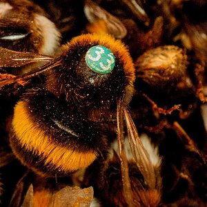 The bees that can learn like humans