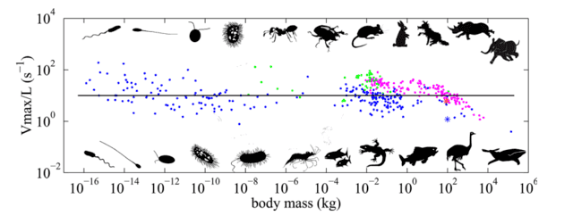Top speed per length of organisms of various size