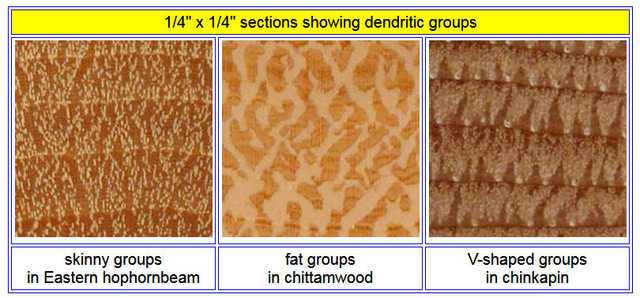 wood grain DENDRITIC GROUPS