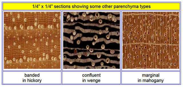 A FEW OTHER PARENCHYMA TYPES