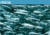 fishresearch