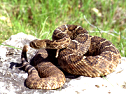 Rattlesnake Img