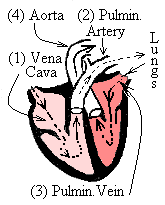 New Heart Image 2